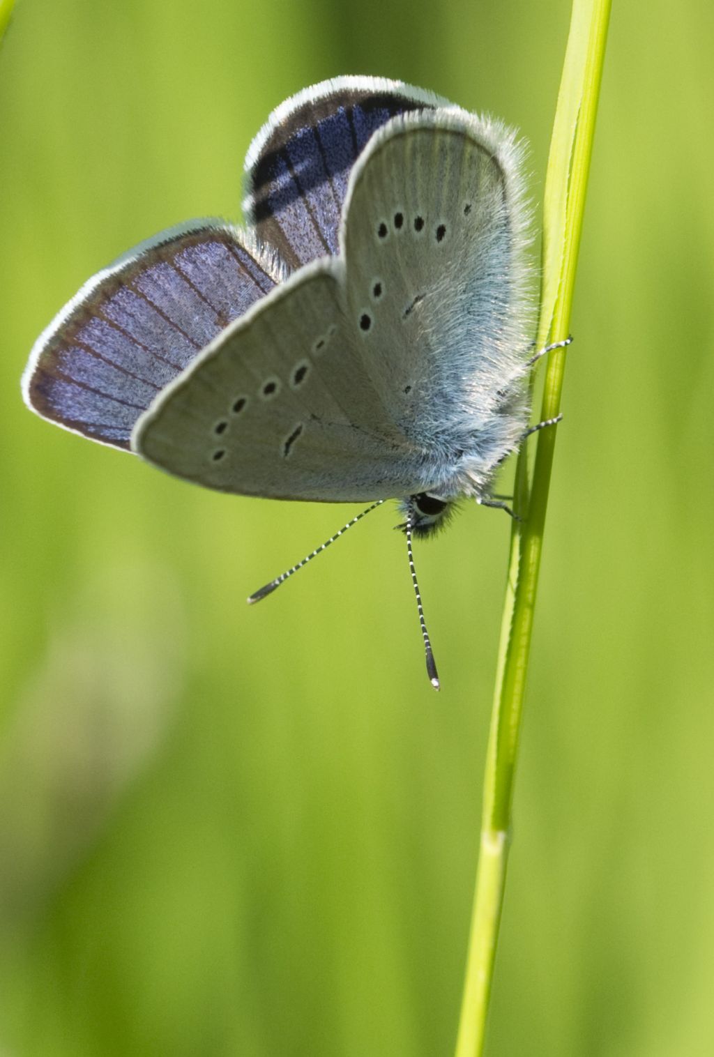 Conferma Polyommatus semiargus